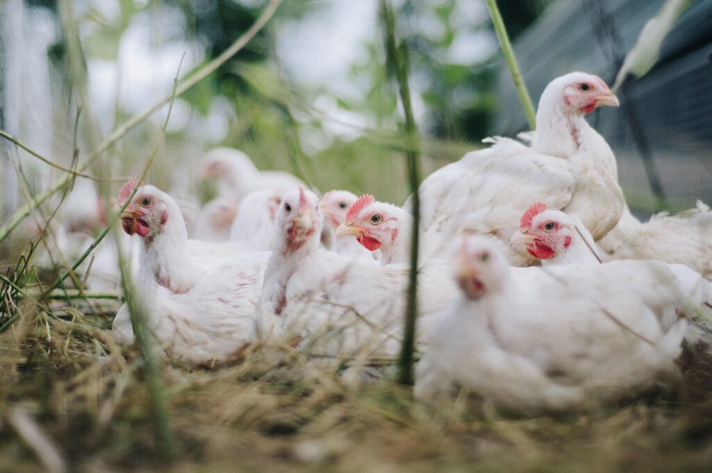 Jasa Konsultan Pajak untuk Pedagang Ayam di Bali: Kelola Pajak Efisien