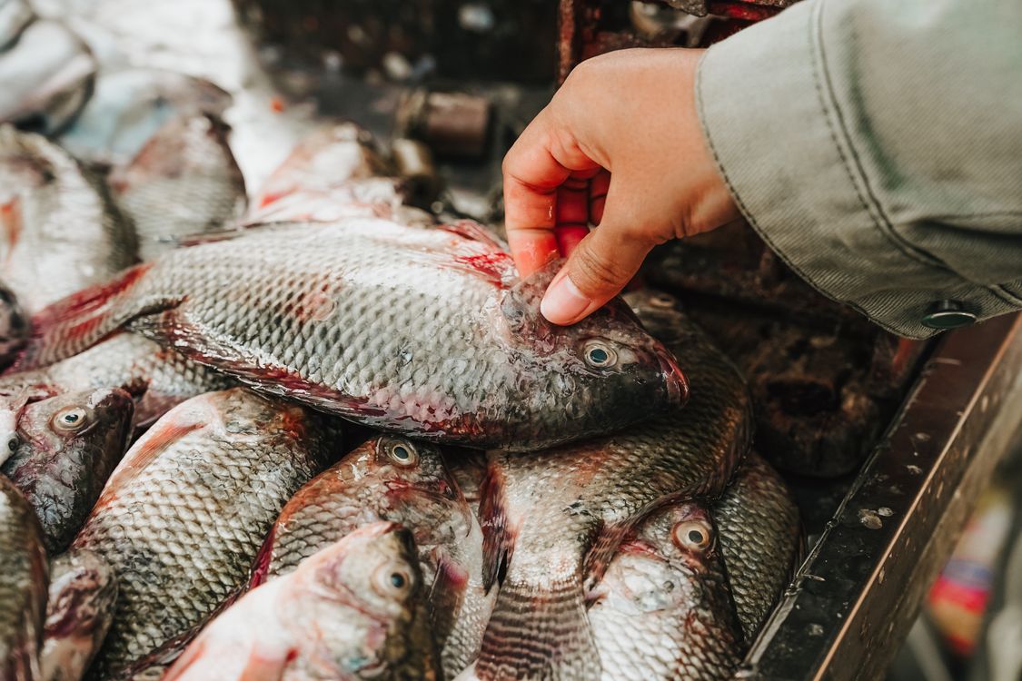 Jasa Konsultan Pajak di Bali: Panduan Lengkap Pajak untuk Bisnis Perikanan Tangkap dan Budidaya Ikan segar di pasar ikan Indonesia - pajak usaha perikanan dan budidaya laut Bali