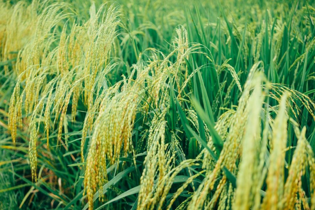 Sawah hijau pertanian Bali - pajak agrobisnis dan usaha pertanian di Bali